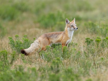 An adult female swift fox photographed in eastern Wyoming.