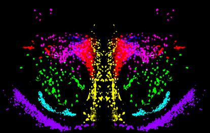 Reconstrucción tridimensional de las neuronas de oxitocina (en verde) y vasopresina (en rojo) en el hipotalamo.