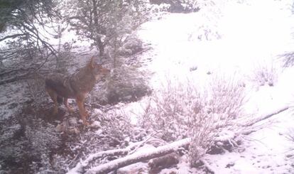 La foto del lobo tomada en el Atlas, según los investigadores.