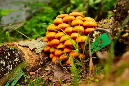 Cultivo de hongo 'nameko' en Asturias. Fotografa proporcionada por la empresa.