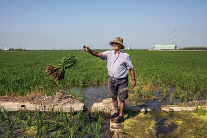 Antonio Bru replanta garbas de arroz en El Palmar.