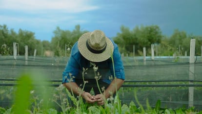 Un agricultor y usuario de la plataforma Grow Observatory se ocupa de su huerto.