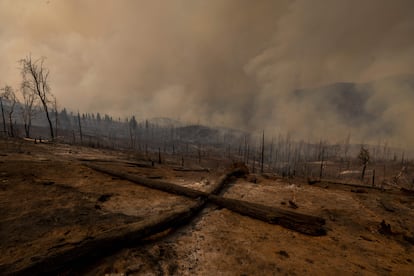 Vista panorámica de un bosque afectado por el incendio conocido como Oak Fire, este domingo.