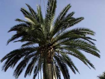 Traslado de palmeras en Valencia