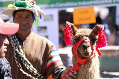 El Proyecto de Alianzas Rurales en Bolivia busca alianzas entre productores y compradores para hacer sostenibles sus emprendimientos.