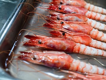 Gambas rojas utilizadas en el último concurso internacional de cocina creativa de Dénia.