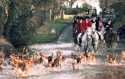 Cacer&iacute;a del zorro con jaur&iacute;a de perros