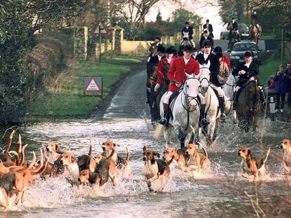 Cacer&iacute;a del zorro con jaur&iacute;a de perros