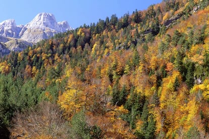 Los altos del valle aragonés de Hecho se coronan con un viejo bosque de hayas y abetos, donde el pino negro pinta sus cumbreras. La retorcida foz de la Boca del Infierno remonta el río Aragón Subordán hasta sus nacederos, donde las montañas encierran esta selva pirenaica salvada de las hachas por su inaccesible situación.