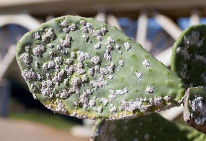 Dactylopius en un c&aacute;ctus Opuntia.