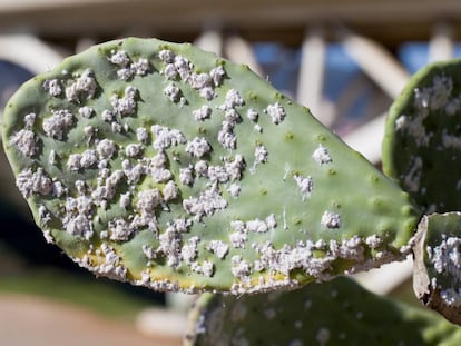 Dactylopius en un c&aacute;ctus Opuntia.