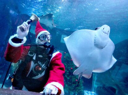 Un Santa Claus &quot;acu&aacute;tico&quot; bucea junto a una raya en un acuario de Berl&iacute;n.