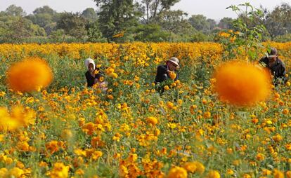 Hombres, mujeres y niños realizan el tradicional corte de flor de cempasúchil o flor de muerto en campos del municipio de Atlixco, en el estado de Puebla (México). 