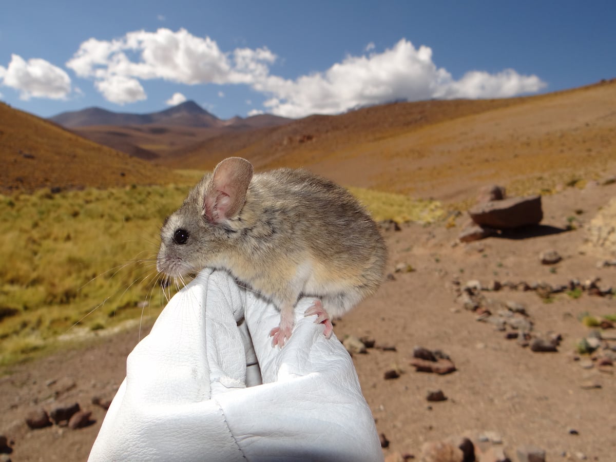 The Andean long-eared mouse, the mammal that holds the key to surviving at altitudes of more than 22,000 feet
