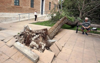 Uno de los árboles derribados por la tormenta del pasado domingo.