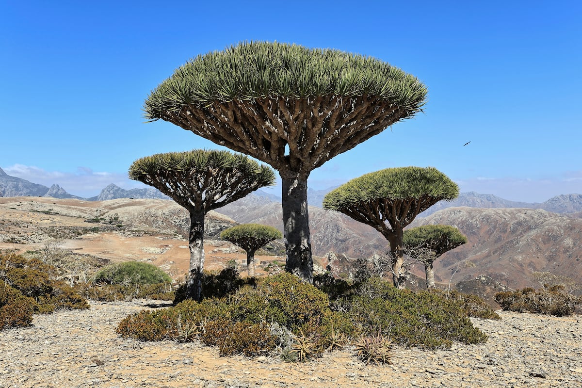 Power vacuum in Yemen threatens biodiversity of the one-of-a-kind Socotra archipelago