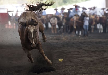 Un caballo escapa del lazo de un charro durante uno de los eventos, en los que el charro debe de atrapar las patas del animal con la cuerda. El presidenet de la Asociación Nacional de Charros, Manuel Basurto Rojas, explica que los animales que participan en los eventos son bien tratados y alimentados. "Mientras que el Gobierno mexicano ha impuesto una legislación para impedir a los circos que utilicen a los animales en sus espectáculos, no ha ocurrido lo mismo con la charrería", explicó.