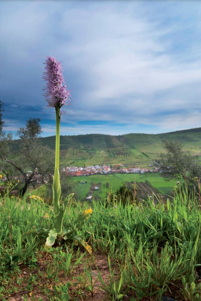 La comarca de Zafra cuenta con la mayor variedad de orquídeas de España. /CEDIDA ADOLFO GARCÍA
