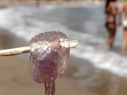 Una medusa tipus maduixa.