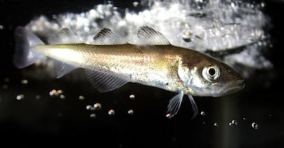 Bacalao polar ('Boreogadus saida').