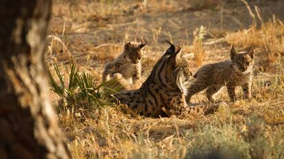 A female lynx and her young at the El Acebuche breeding center in June 2016.