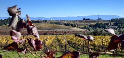 Vi&ntilde;as en la parroquia de Santar (Nelas, Portugal). &nbsp;