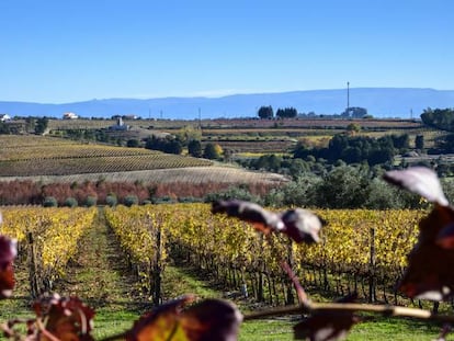 Vi&ntilde;as en la parroquia de Santar (Nelas, Portugal). &nbsp;