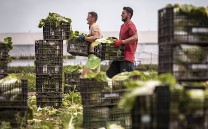 Dos trabajadores inmigrantes recogen coles esta mañana en un campo en una huerta en Valencia.