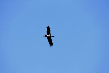 Uma cegonha negra voa próxima ao povoado bielorrusso abandona de Dronki.