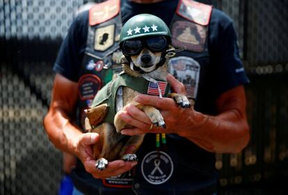 Un perro vestido de motero en Washington (Estados Unidos).