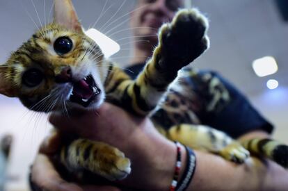 A Bengal cat plays with its owner in Lurdy House in Budapest on February 7, 2016, during a two-day international cat exhibition and fair in the Hungarian capital. / AFP / ATTILA KISBENEDEK