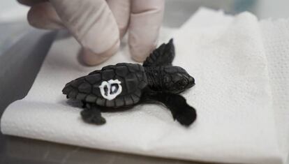 Una de las crías de Tortuga en el Oceanogràic.