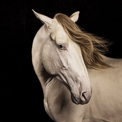 'Ungido' de Las Cadenas, con esa mirada noble que caracteriza a los caballos de pura raza española. El PRE es un caballo que tradicionalmente ha sido utilizado en las labores de campo y siempre ha sido seleccionado por su buen caracter. Además, ya desde tiempos antiguos, destacó por su habilidad de girarse sobre si mismo para escapar, por ejemplo, de los toros. Una habilidad que le viene muy bien para la doma clásica y la doma de alta escuela.