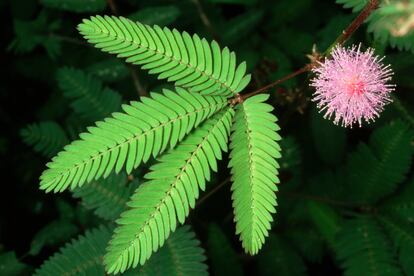  La mimosa sensitiva es una planta que sorprende por su capacidad para cerrar sus hojas al mínimo roce.