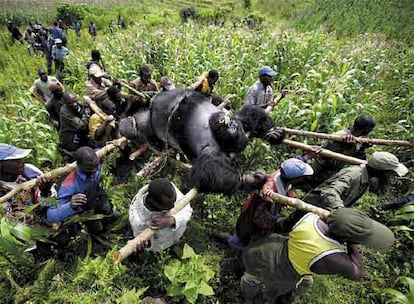 Evacuación de un gorila en Montaña Gorilas, en el Parque nacional de Virunga. El Congo.