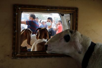 Un joven con mascarilla en el mercado de ganado, en medio de la pandemia de la covid-19, en Naplusa (Cisjordania).