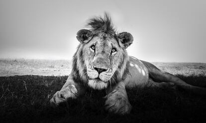 'Male Lion'.