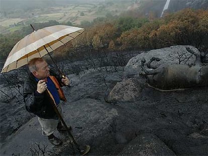 Un vecino observa el cadáver calcinado de un caballo salvaje en un monte de Montouto, en el <i>concello</i> de A Estrada (Pontevedra).