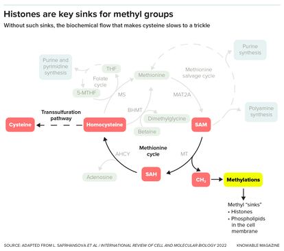 Cells need places to deposit methyl groups — a methyl sink — so that metabolism does not gum up. In this diagram, a chemical called SAM donates a methyl group to a methyl sink, allowing the biochemical pathway for making the amino acid cysteine to proceed. If SAM is prevented from donating its methyl group, the pathway slows to a trickle and the result is a cysteine deficiency in the cell. Researchers propose that histones act as these important sinks.