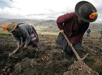 Dos mujeres recogen patatas en San José de Aymara, en el departamento peruano de Huancavelica.