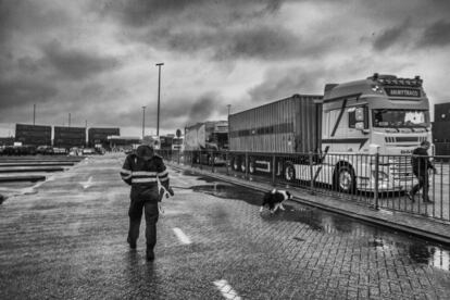 En el puerto de Zeebrugge de la costa belga, un policía local se dirige hacia los camiones para revisarlos, el 9 de febrero de 2016. En octubre, la compañía de ferrys P&O interceptó a 150 polizones entre la mercancía de los camiones que viajan en sus ferrys, en noviembre a 250, en diciembre a 500 y en enero a 600, según las autoridades marítimas.