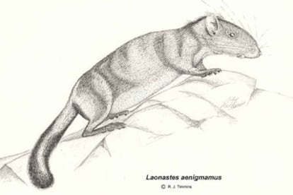 Un ejemplar de la nueva especie, <i>Laonastes aenigmamus,</i> dibujado por uno de sus descubridores.