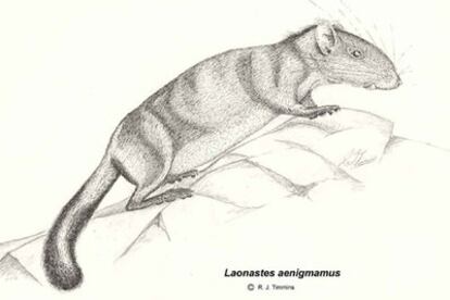 Un ejemplar de la nueva especie, <i>Laonastes aenigmamus,</i> dibujado por uno de sus descubridores.