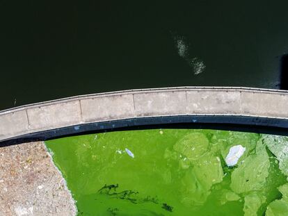 Fotografía aérea tomada a finales de junio en la presa del embalse Torrejón-Tajo, situado en el Parque Nacional de Monfragüe. En la parte superior de la imagen, el agua del afluente Tiétar y en la parte inferior, aspecto del agua embalsada del Tajo a su paso por el parque a causa de una microalga invasora.