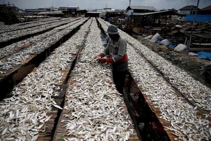 Un trabajador durante el proceso de secado de pescado en el distrito de Muara Baru en Yakarta (Indonesia).