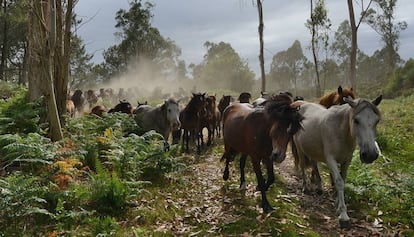 Caballos salvajes atraviesan el monte hacia la aldea de Sabucedo para participar en A Rapa das Bestas de julio de 2015.