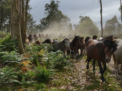 Caballos salvajes atraviesan el monte hacia la aldea de Sabucedo para participar en A Rapa das Bestas de julio de 2015.