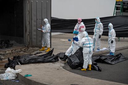 Agentes de la Policía Nacional retiran cadáveres en estado de descomposición de la morgue en Guayaquil, el 12 de junio.