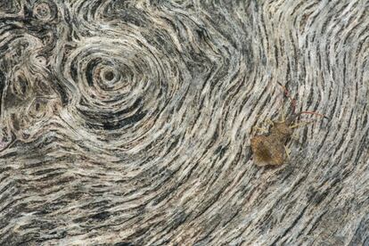 <i>“Al observar con atención un tronco podemos encontrar texturas y animales increíbles que pasan inadvertidos”</i>, dice el fotógrafo. Esta imagen la tomó en Calamocha en abril de 2020.