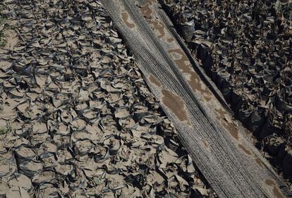 Detalle de las plantas de café cubiertas de ceniza tras la erupción del Monte Sinabung, vistas desde una aldea del distrito de Karo Payung, en la isla indonesia de Suamtra.